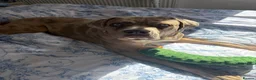 Cane Corso dogs for sale: Rehoming our Cane Corso - Advert 2