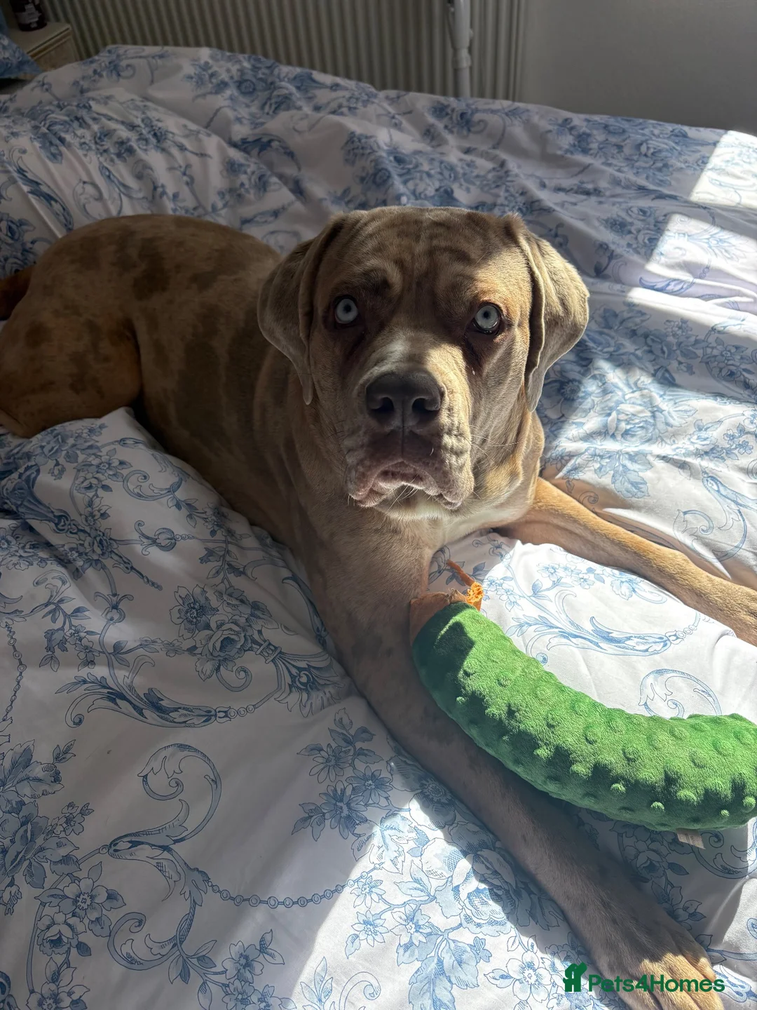 Cane Corso dogs for sale: Rehoming our Cane Corso - Advert 2