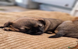 Border Terrier dogs for sale: DNA Health Tested Border Terrier pups (Boys) - Image 6