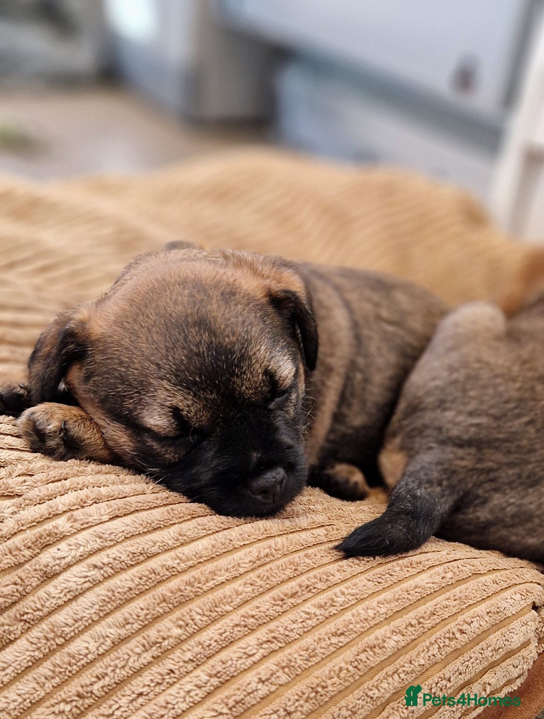 Border Terrier dogs for sale: DNA Health Tested Border Terrier pups (Boys) - Image 6