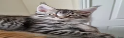 Maine Coon cats for sale: Exceptional GCCF maine coon black silver torbie - Advert 1