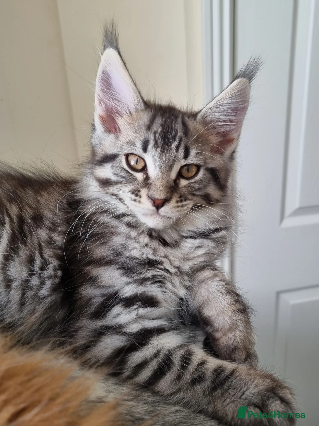 Maine Coon cats for sale: Exceptional GCCF maine coon black silver torbie - Advert 1