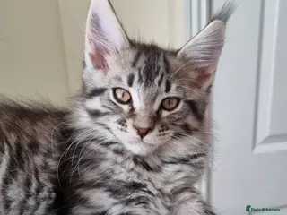 Maine Coon cats Exceptional GCCF maine coon black silver torbie - Advert 19