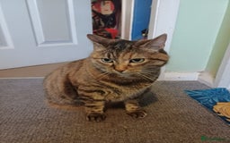 Domestic Shorthair cats for sale: Cracker  - Image 1