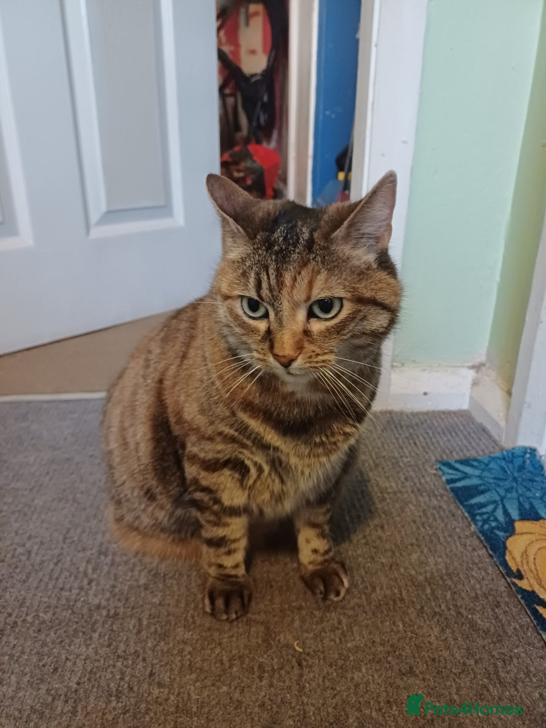 Domestic Shorthair cats for sale: Cracker  - Image 1