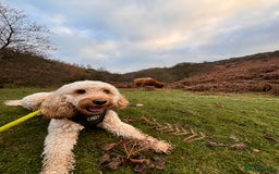 Cockapoo dogs for stud: F1 Cockapoo for stud  - Image 1