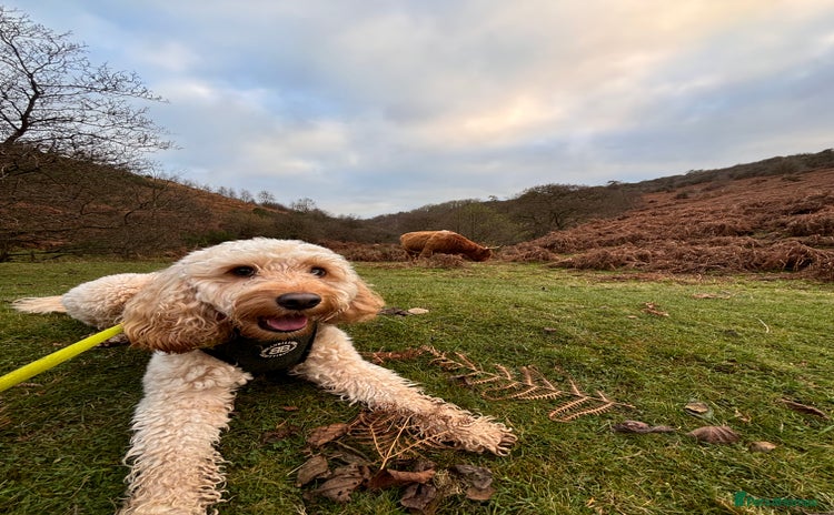 Cockapoo dogs - Advert 1
