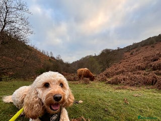 Cockapoo dogs - Advert 12