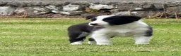 Border Collie dogs for sale: Border collie puppies  - Advert 9