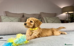 Goldendoodle dogs for sale: Hereditary clear mum. Fully hip elbow and DNA Dad. - Image 32