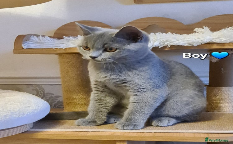 British Shorthair cats - Advert 5