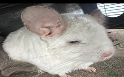 Chinchilla rodents for sale: 2 Female Chinchillas and Full set up!  - Image 26