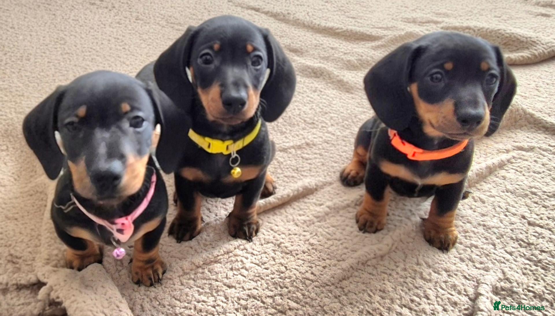Dachshund dogs Beautiful Miniature Dachshunds smooth haired. - Advert 18