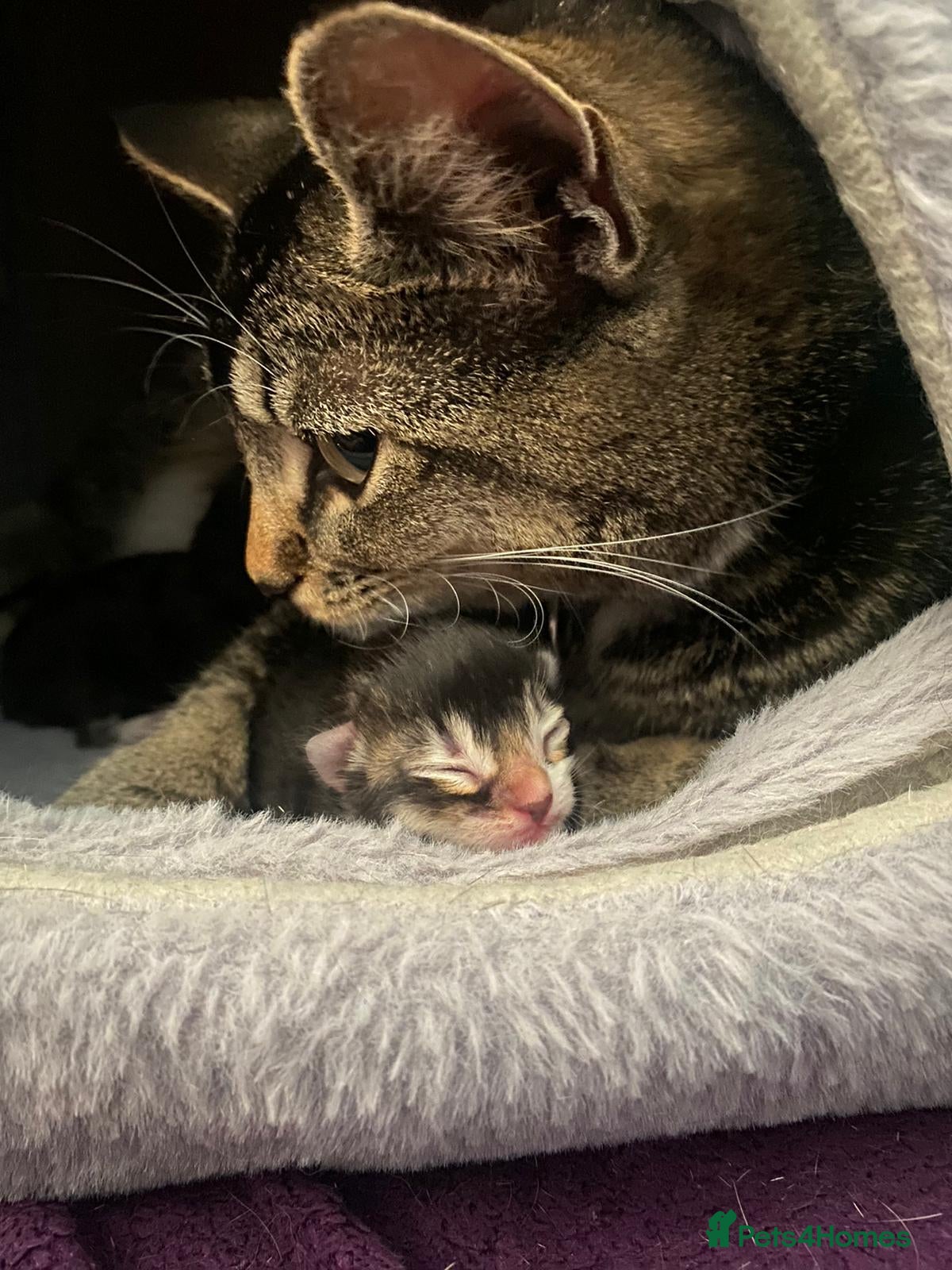 Mixed Breed cats 2 beautiful male kittens  - Advert 4