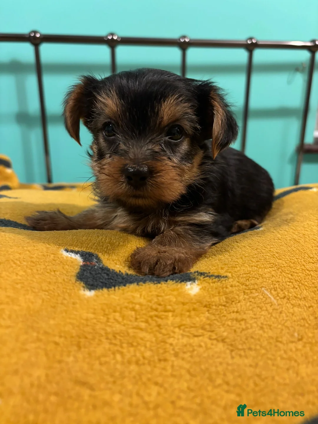 Yorkshire Terrier dogs for sale: 4 Stunning Miniature Yorkshire terriers for sale  - Advert 37