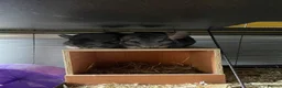 Chinchilla rodents for sale: Bonded male chinchillas looking for new home  - Advert 1