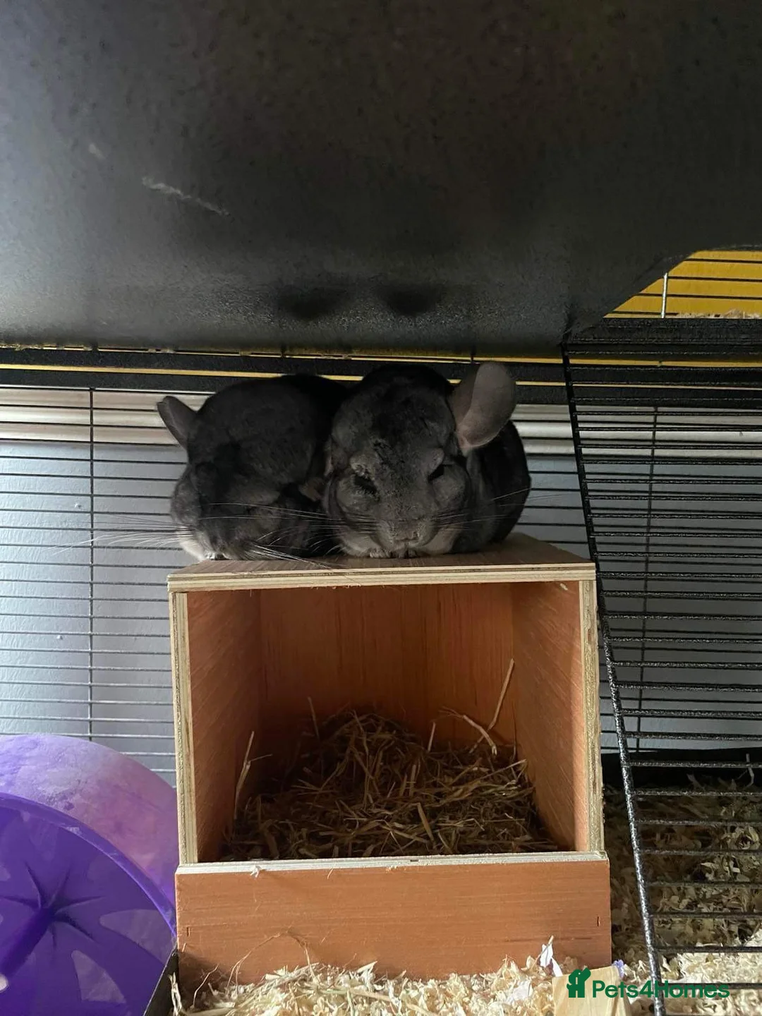 Chinchilla rodents for sale: Bonded male chinchillas looking for new home  - Advert 1