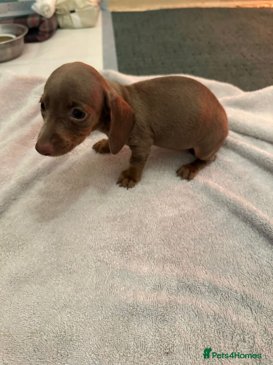 Miniature Dachshund dogs for sale: Miniature dachshunds - Advert 7