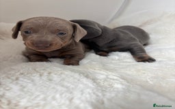 Miniature Dachshund dogs for sale: Miniature Dachshund Puppies  - Image 4
