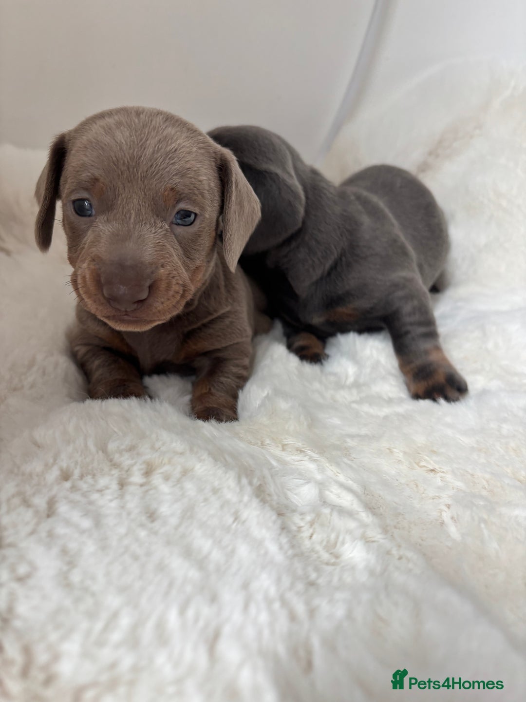 Miniature Dachshund dogs for sale: Miniature Dachshund Puppies  - Image 4