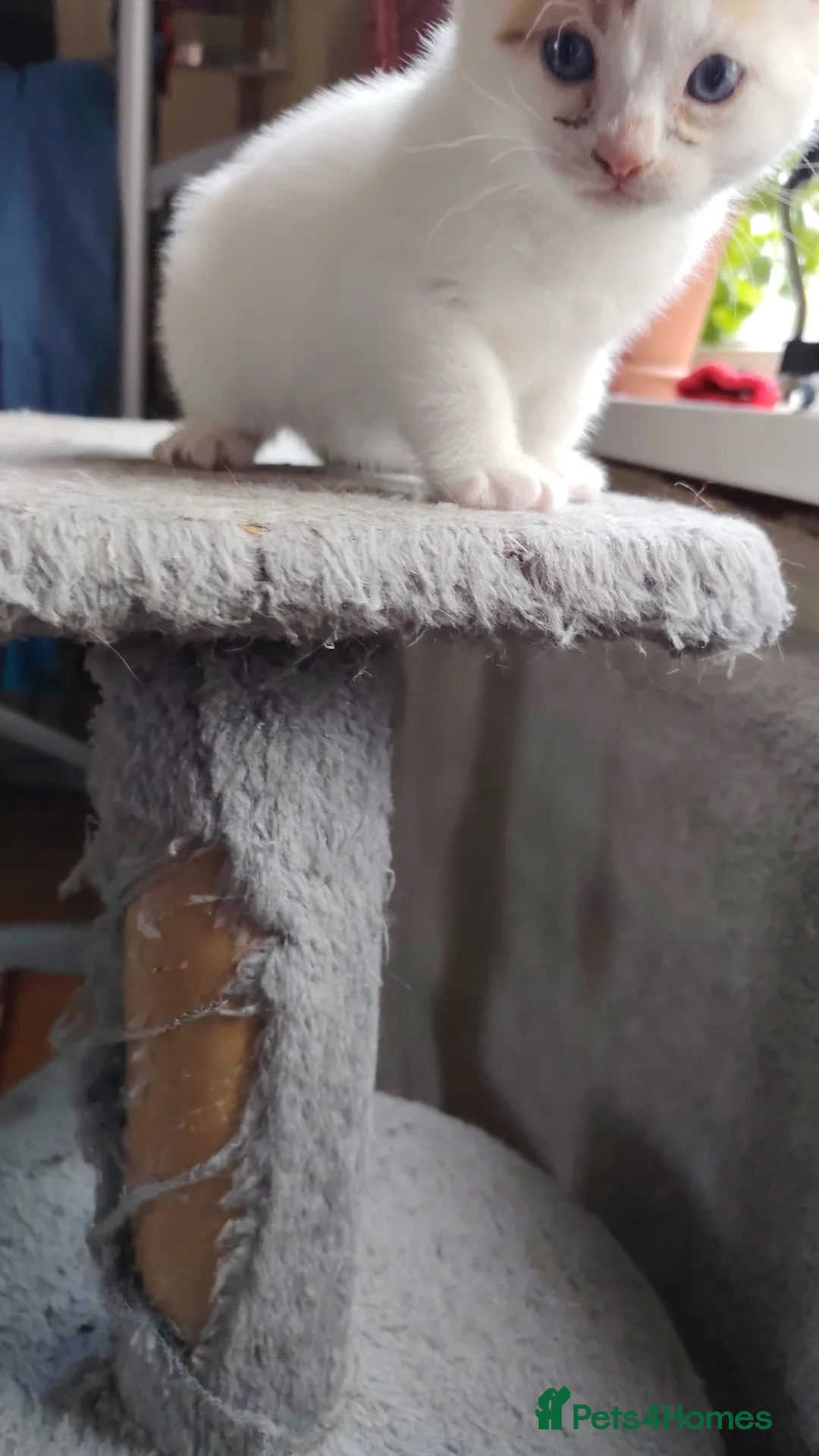 Mixed Breed cats for sale: Last one left 9 week old Male Cute Fluffy Kitten in Southampton - Advert 5