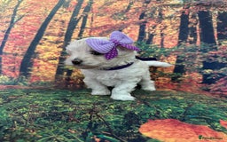 Maltipoo dogs for sale: Korean maltipoo puppies - Image 8