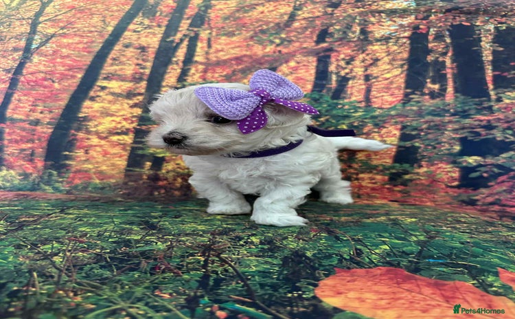 Maltipoo dogs - Advert 8