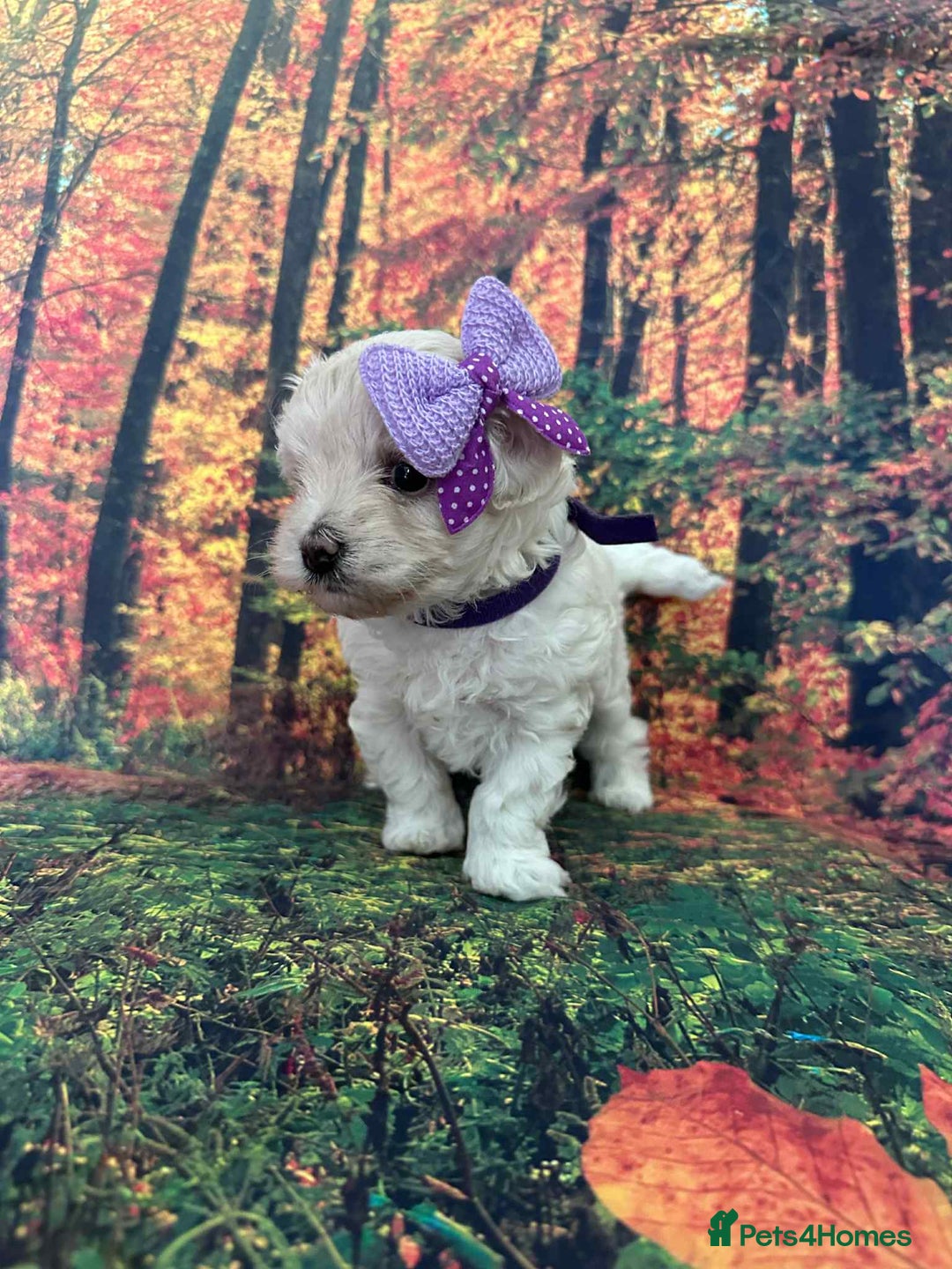 Maltipoo dogs for sale: Korean maltipoo puppies - Image 8