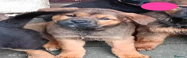 Mixed Breed 7