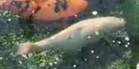 Koi Carp fish Koi fish for sale (large) - Advert 2
