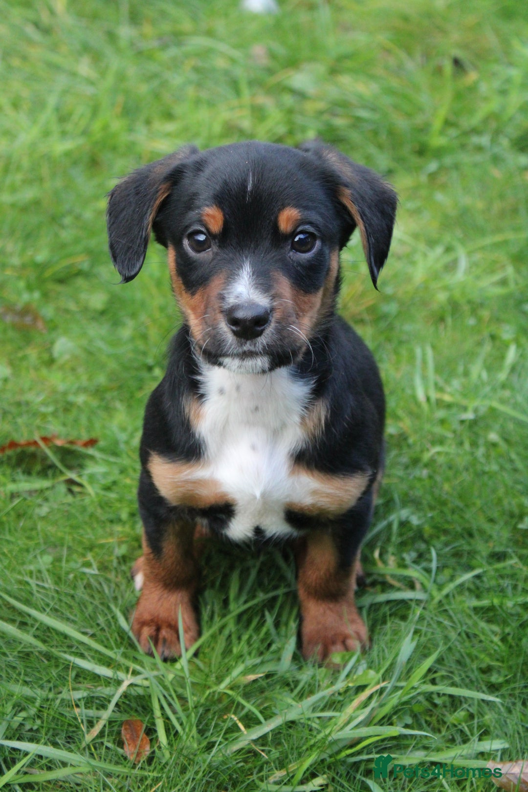 Mixed Breed dogs for sale: Cocker x Kelpie Puppies - Advert 10