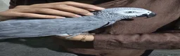 Parrots birds for sale: Tame African grey  - Advert 2