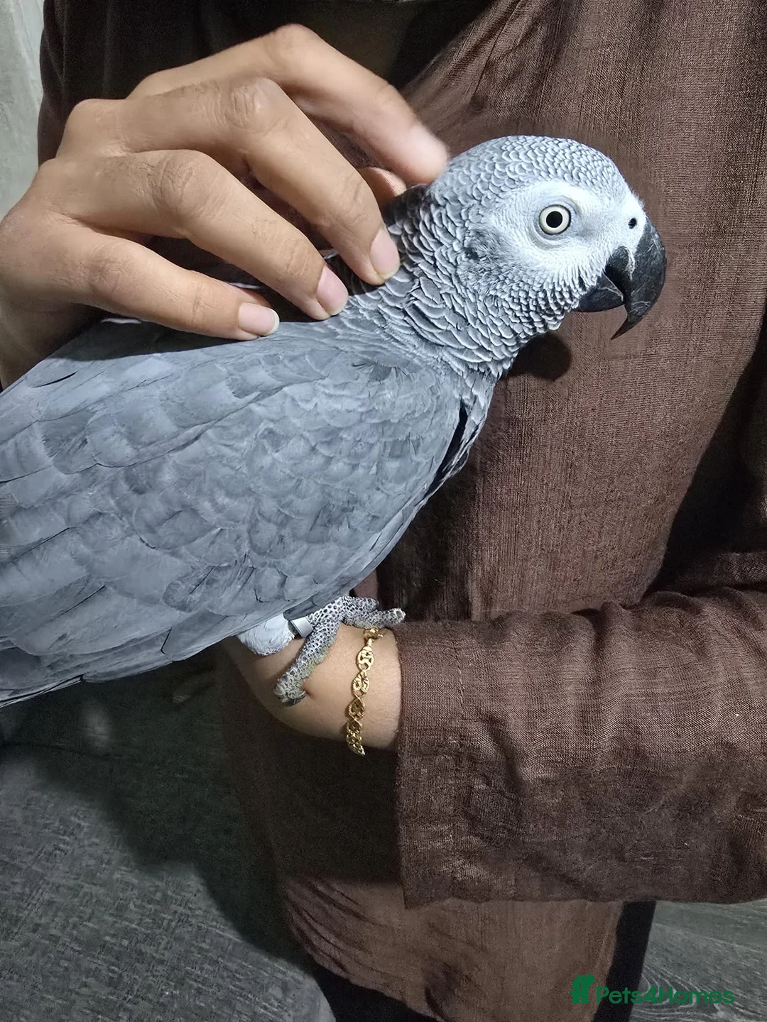 Parrots birds for sale: Tame African grey  - Advert 2