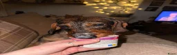 Dachshund dogs for sale: 2yr old female (Teckel) wire-haired Dachshund  - Advert 9