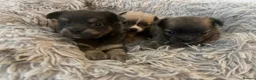 Chihuahua dogs for sale: Beautiful full pedigree chihuahua puppies in Spalding - Advert 12