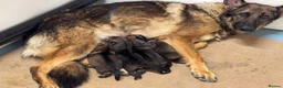 German Shepherd dogs for sale: KC Registered German Shepard Puppies 🐾🐾🐾 - Advert 23