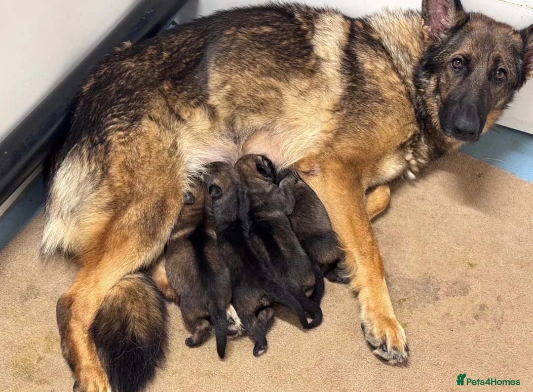 German Shepherd dogs for sale: KC Registered German Shepard Puppies 🐾🐾🐾 - Advert 23