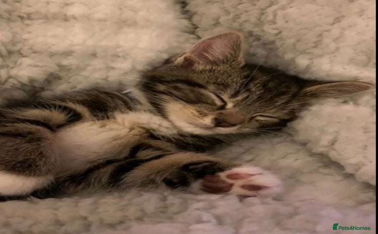 Mixed Breed cats - Advert 1
