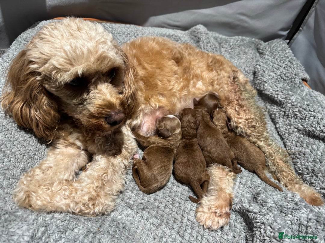 Cavapoo dogs for sale: Beautiful F1b Cavapoo Puppies – Ready Mid February - Advert 10