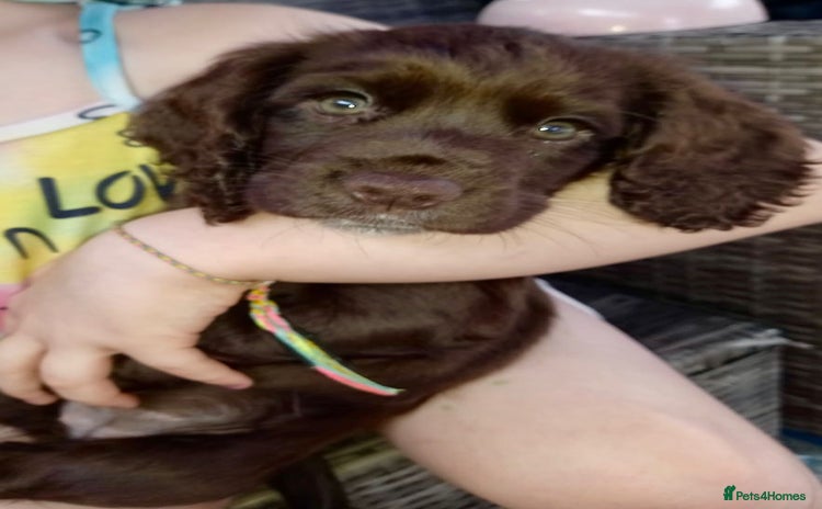 Cocker Spaniel dogs - Advert 3