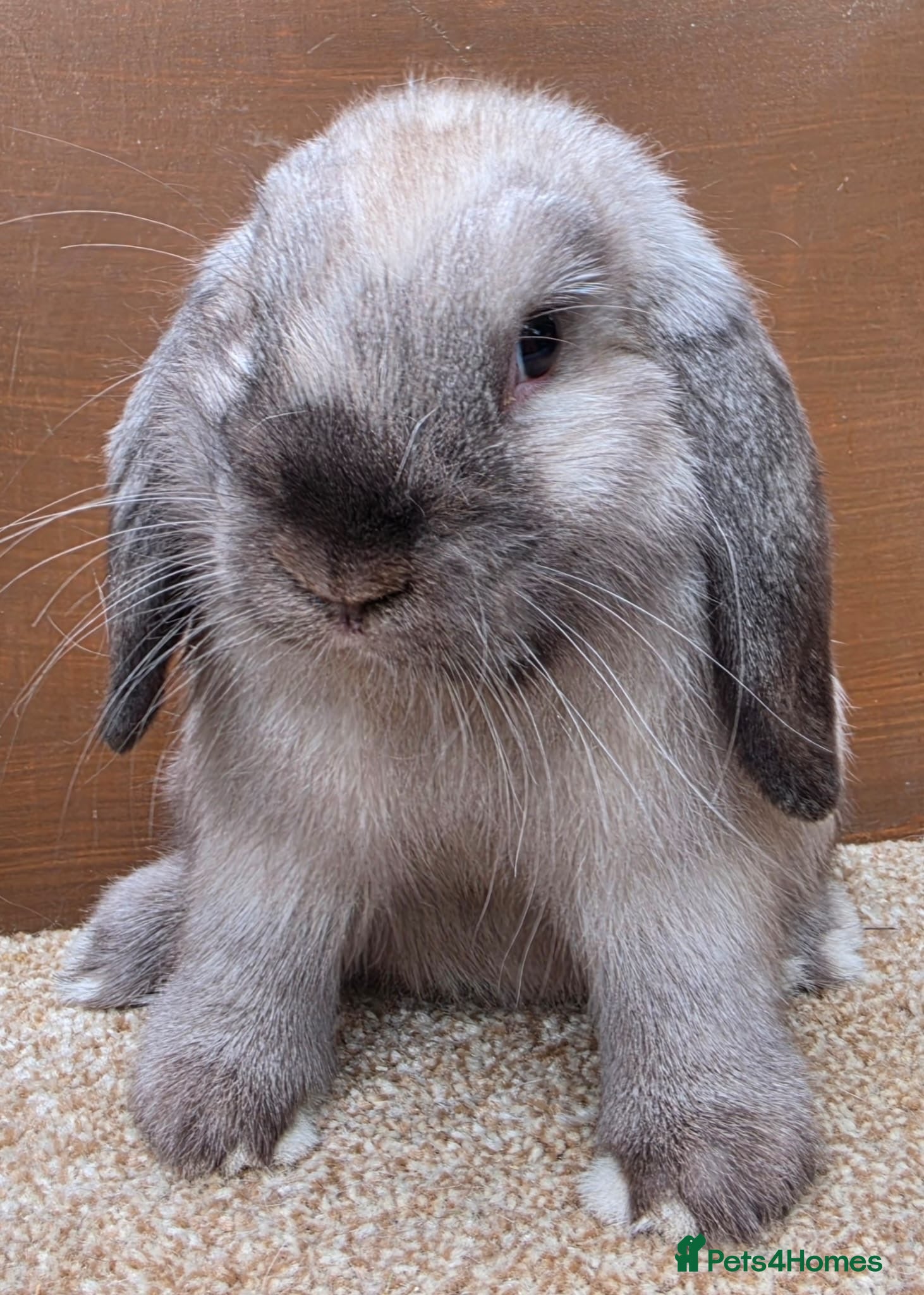 Dwarf Lop rabbits Dwarf Lop Baby Bucks  - Advert 10