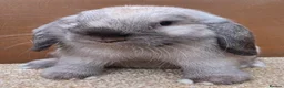 Dwarf Lop rabbits for sale: Dwarf Lop Baby Bucks  - Advert 5