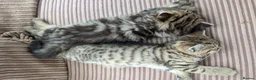 Mixed Breed cats for sale: Stunning BSH x Chinchilla Persian kittens Boy&Girl - Advert 12