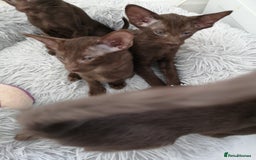Oriental cats for sale: Stunning Orientals Chocolate (Havana)  - Image 5