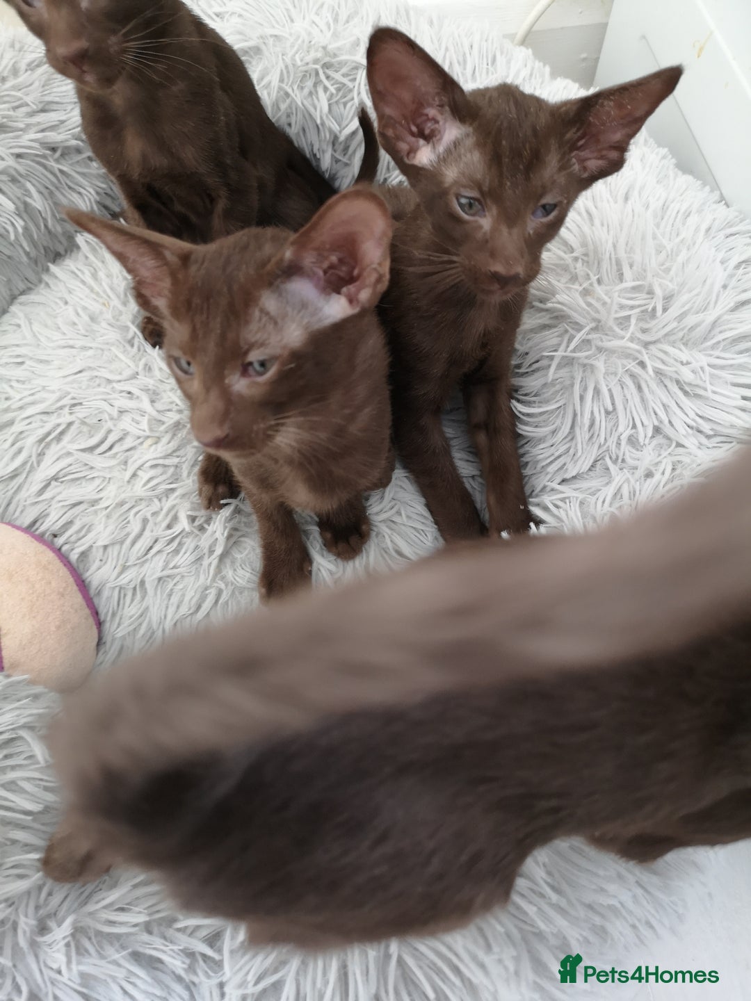 Oriental cats for sale: Stunning Orientals Chocolate (Havana)  - Image 5