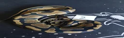 Python Snake reptiles for sale: Mixed royal python  - Advert 6