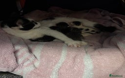 Mixed Breed cats for sale: Kittens 2 tabby 1 white tabby 1 grey tabby  - Image 6
