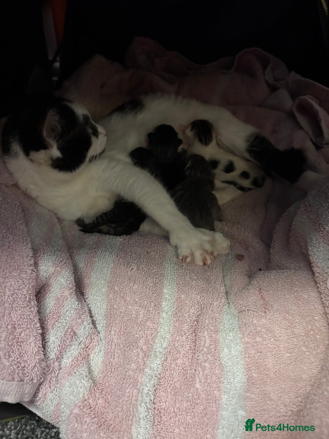 Mixed Breed cats for sale: Kittens 2 tabby 1 white tabby 1 grey tabby  - Image 6