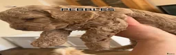Cockapoo dogs for sale: Leicestershire Cockapoos Exten DNA&Genetic Tested  - Advert 15
