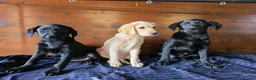 Labrador Retriever dogs for sale: Gorgeous litter of labrador puppies  - Advert 5
